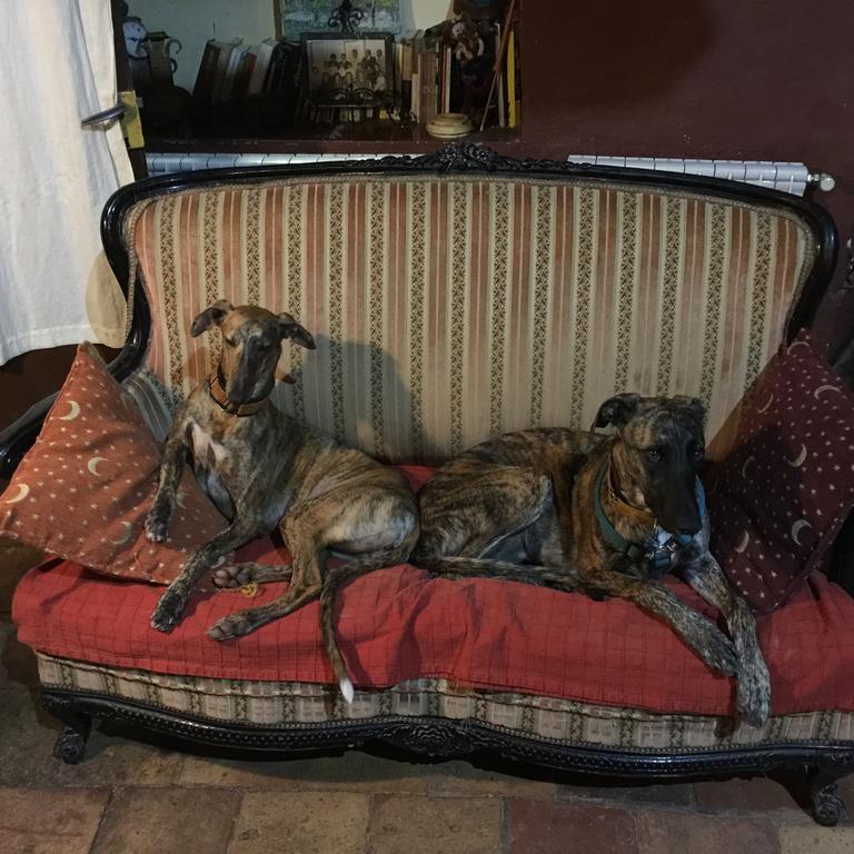Mas Torrencito Pet Friendly Bed and breakfast *