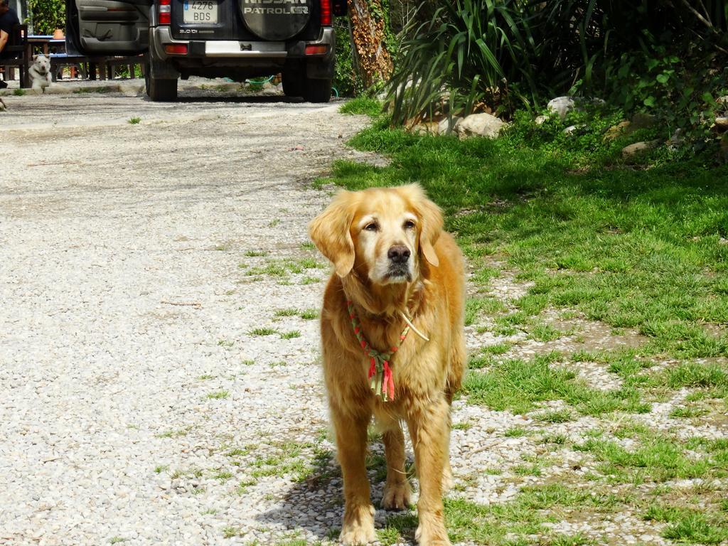 Mas Torrencito Pet Friendly